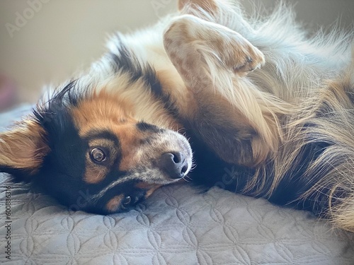 puppy on the bed