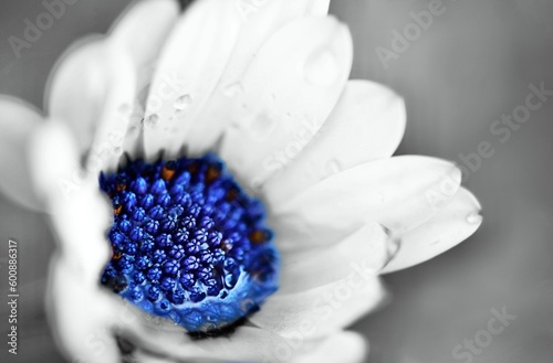 flower macro