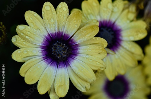 close up of a purple flower