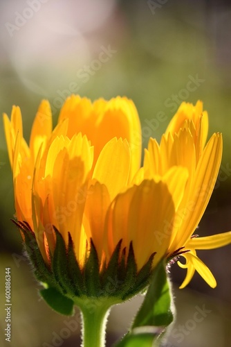 yellow flower