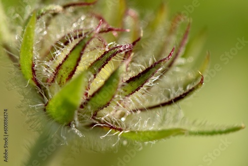 close up of a plant