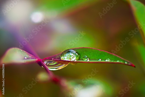 water drop on leaf