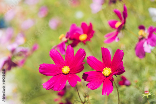 pink flowers © leila