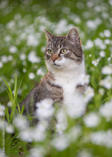 Cat in the flowers