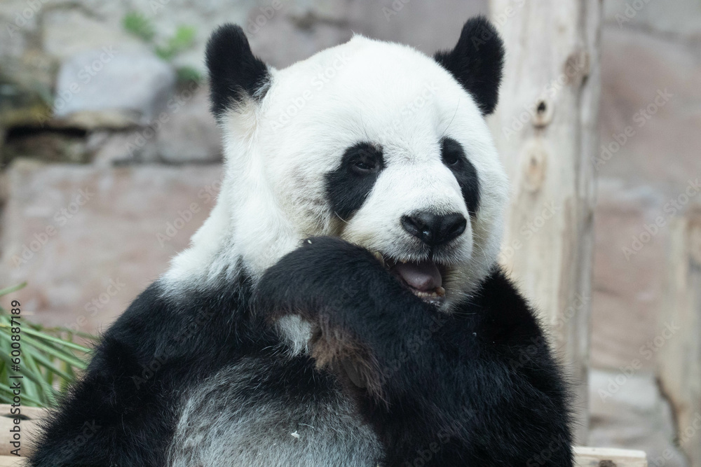 Female Panda in Thailand, Lin Hui Female Panda in Thailand, Lin Hui
