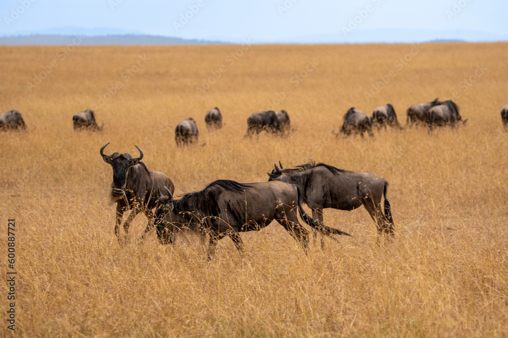 Herd of wildebeest in Masai Mara National Park during the great migration of animals. The wildebeest are located in the savannah during a sunny day of safari. Herd of wildebeest in Masai Mara National Park during the great migration of animals. The wildebeest are located in the savannah during a sunny day of safari.