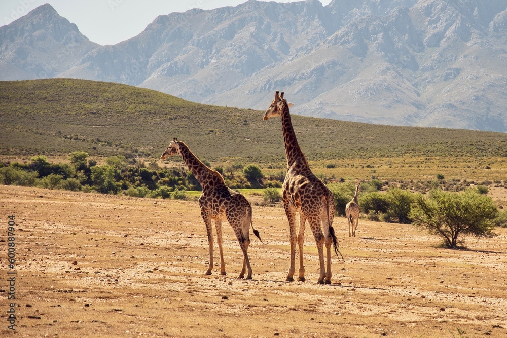 Naklejka premium Girafs in front of Swartberg Mountains
