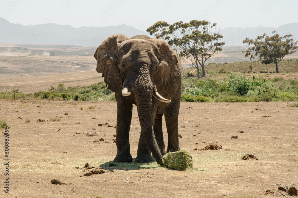 Obraz premium elephant in the wild