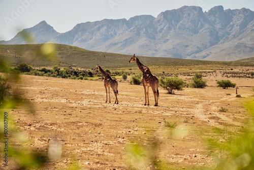 Girafs in front of Swartberg Mountains