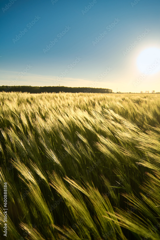 Obraz premium fresh spring crops in the wind at sunset