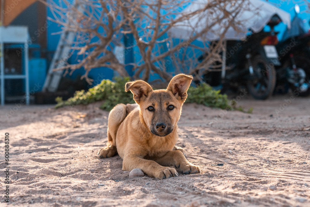 A stray dog lying on the street. A stray dog lying on the street.