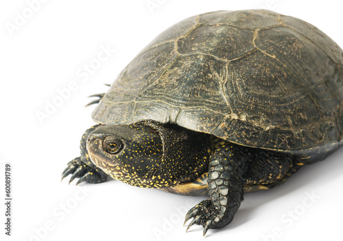 Large turtle isolated on a white background.