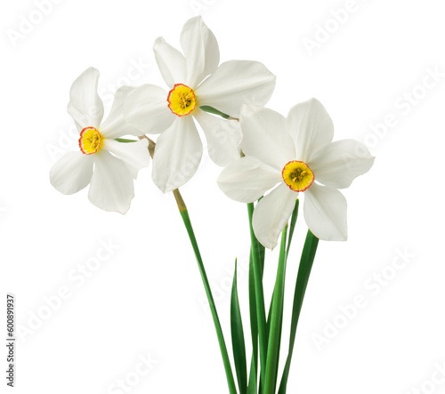 Spring floral border, beautiful fresh daffodils flowers, isolated on white background. © ulkan