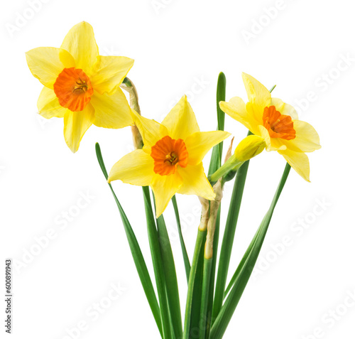 yellow daffodil isolated on a white background
