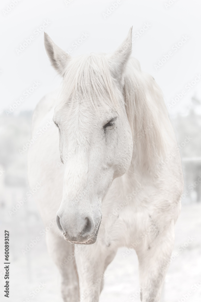 White horse with closed eyes. A close-up of a horse's muzzle. Animal head. A horse's face. Body part. Farm life. Equestrian sports club. The beauty of nature. A noble and graceful animal.