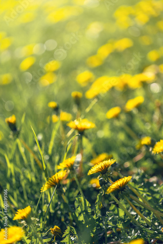 Yellow dandelion (Taraxacum) field at sunny May day