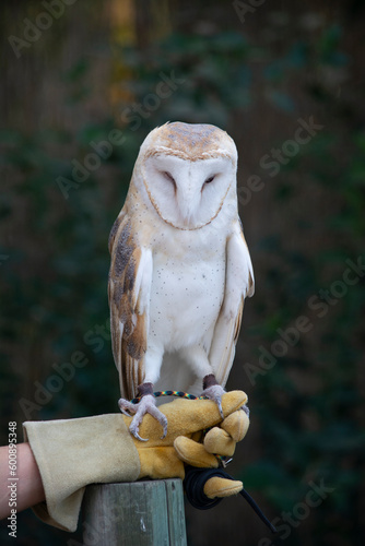 Barn Owl with Bird Handler and Jesses