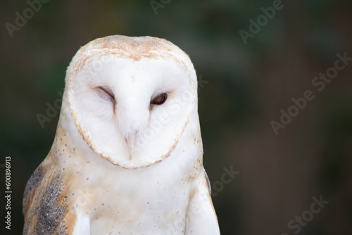 Fototapeta Naklejka Na Ścianę i Meble -  Beautiful Barn Owl Portrait