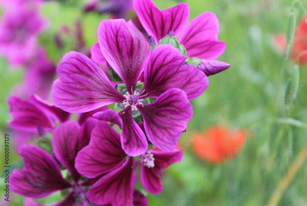 Obraz premium Pink and purple flowers in the garden of Milan