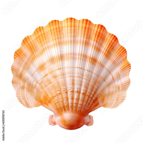 scallop shell (ocean marine animal) isolated on transparent background cutout 