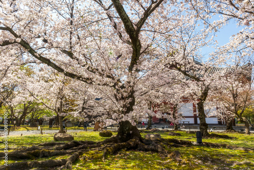 Beautiful Sakura blossoms during the spring season in the park. Kyoto, Japan