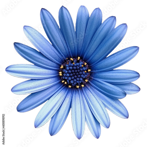 flower daisy blue flax flora blossom bloom petal nature garden floweret floret blue ,
