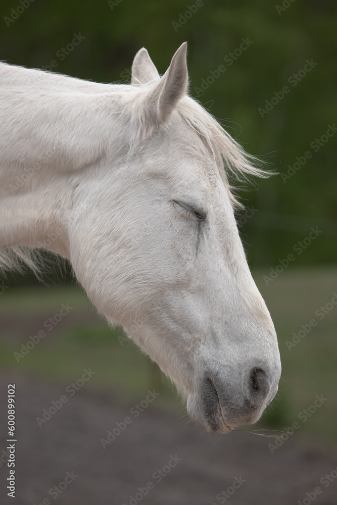 Obraz premium Animal head. The eye of a horse. A horse's face. Body part. Farm life. Equestrian sports club. The beauty of nature. A noble and graceful animal.
