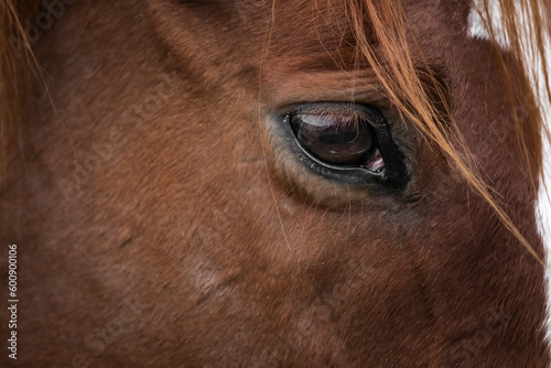 Animal head. The eye of a horse. A horse's face. Body part. Farm life. Equestrian sports club. The beauty of nature. A noble and graceful animal.