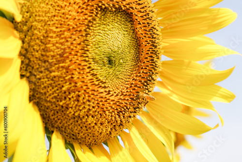 sunflower and bee