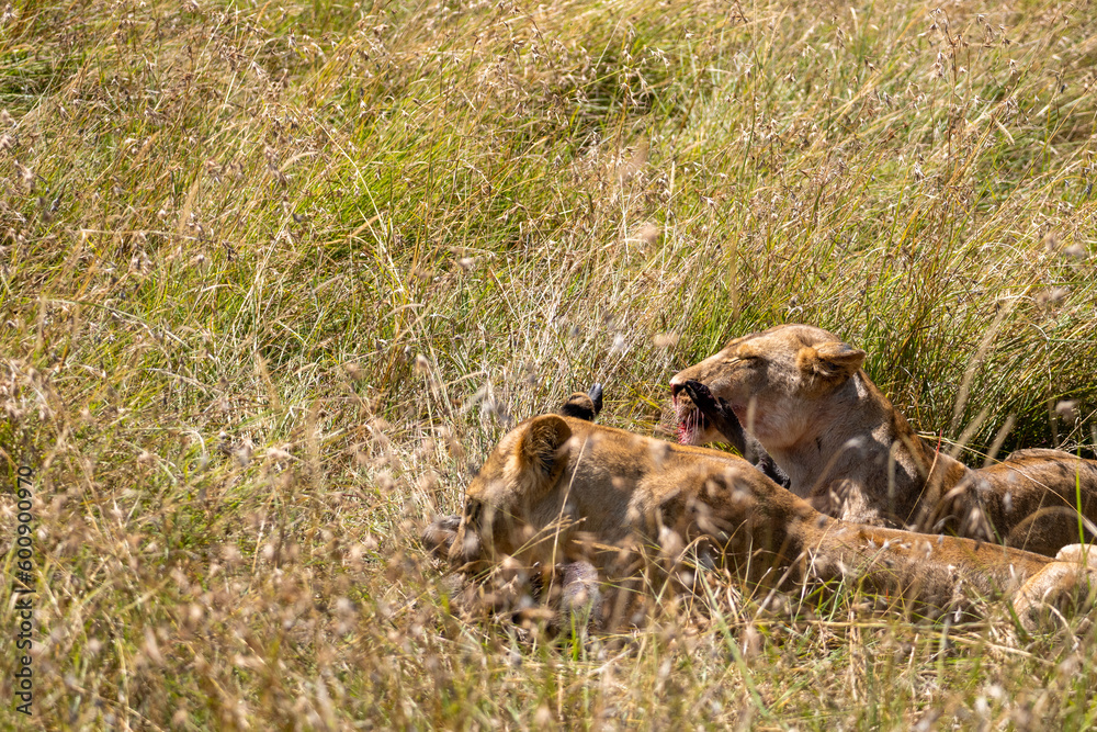 Lioness eating a prey in the savannah, Masai Mara National Park, during a safari day.