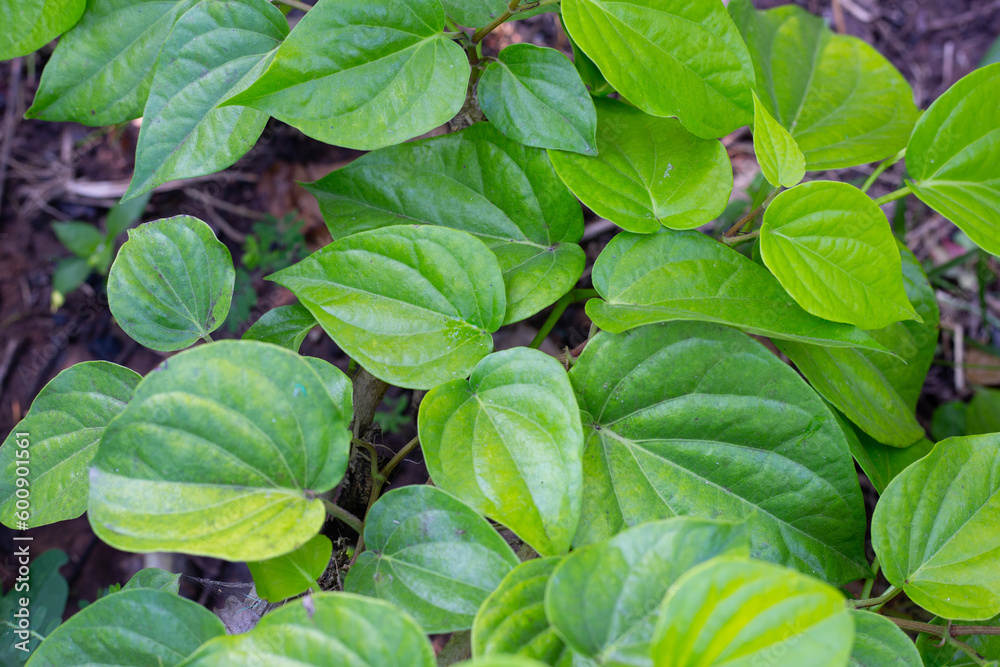 Green leaves of betel plant in the garden Green leaves of betel plant in the garden