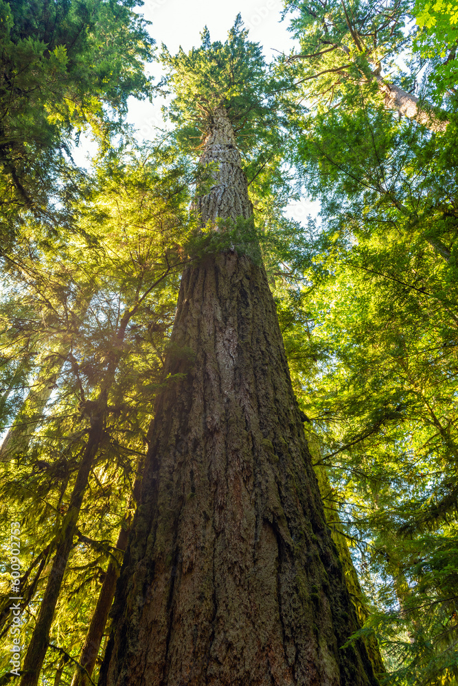 Highest Douglas Fir (Pseudotsuga menziesii) in Cathedral Grove, Macmillan Provincial Park, Vancouver Island, Canada. Highest Douglas Fir (Pseudotsuga menziesii) in Cathedral Grove, Macmillan Provincial Park, Vancouver Island, Canada.