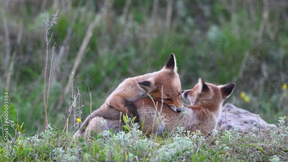 Fox Young Pups are playing in the grass near the burrow. Vulpes vulpes. Slow motion. Fox Young Pups are playing in the grass near the burrow. Vulpes vulpes. Slow motion.