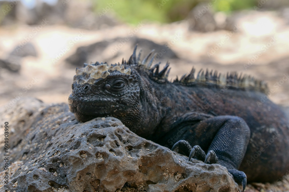 Close up of a side profile of an adult marine iguana facing the viewer. Blurred or out of focus background. Close up of a side profile of an adult marine iguana facing the viewer. Blurred or out of focus background.