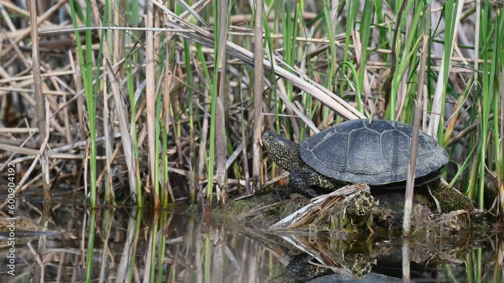 European bog turtle Emys orbicularis. European bog turtle Emys orbicularis.