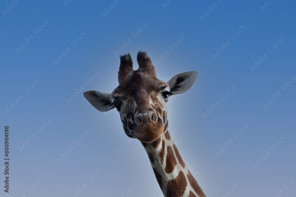 Obraz premium giraffe head shot