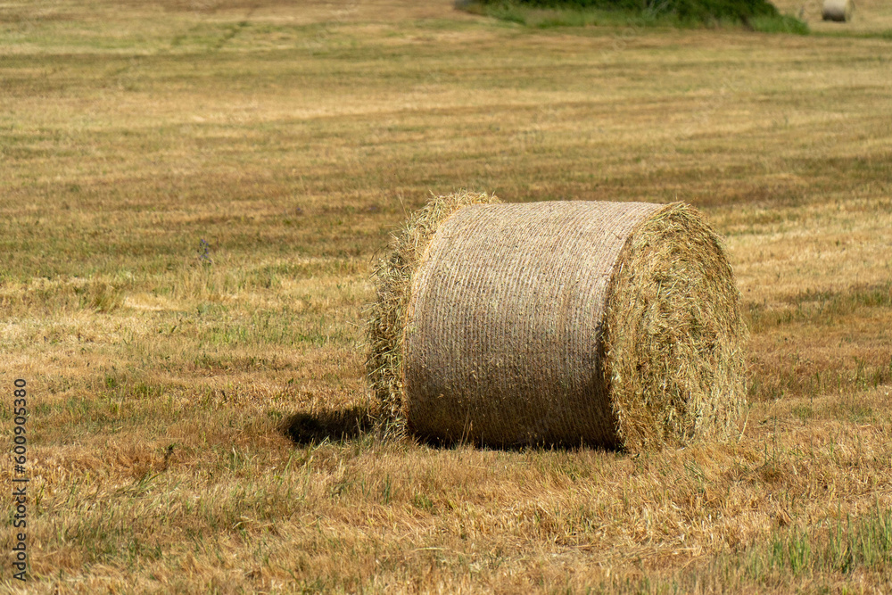 Rolled straw bales in the Alentejo plain under a scorching sun. Rolled straw bales in the Alentejo plain under a scorching sun.