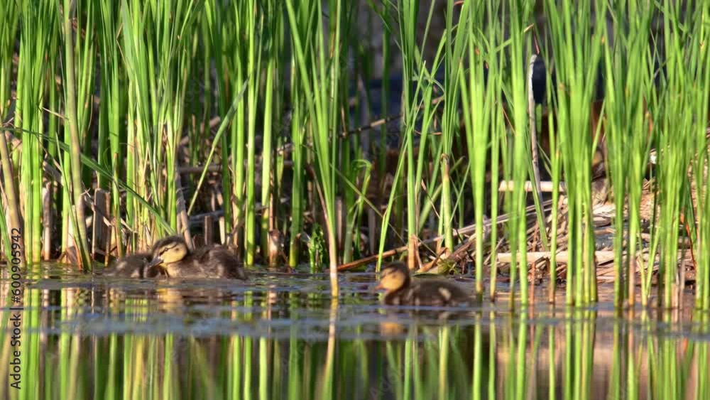 Mallard or wild duck Anas platyrhynchos. A bird with chicks on the pond. Mallard or wild duck Anas platyrhynchos. A bird with chicks on the pond.