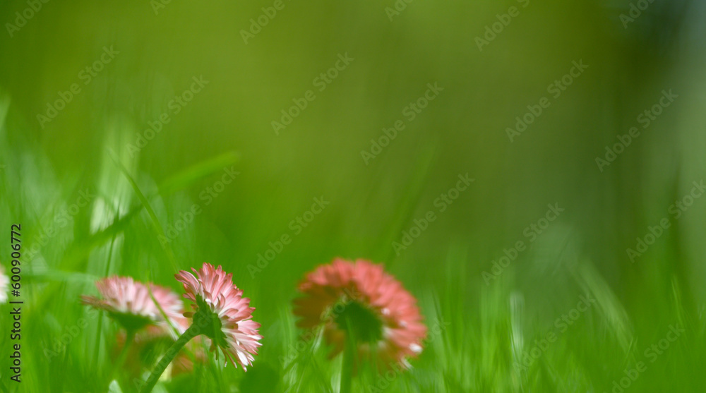 daisies on a spring lawn on a green background as a postcard. fresh spring composition 13