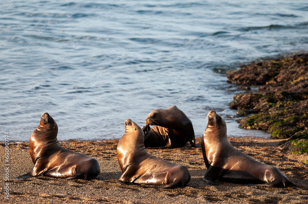 Obraz premium Sea Lions on beach, Peninsula Valdes, World Heritage Site, Patagonia, Argentina