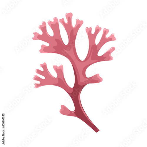 Vector illustration, Chondrus crispus, commonly called Irish moss or carrageen moss, isolated on white background.