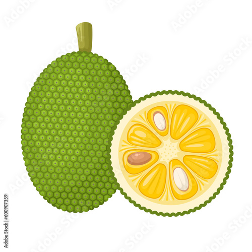 Vector illustration, Whole and half jackfruit isolated on a white background. Tropical fruit in flat style.