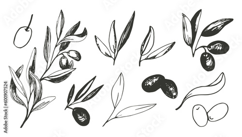 Olive clipart set with olive branches and fruits for Italian cuisine design.