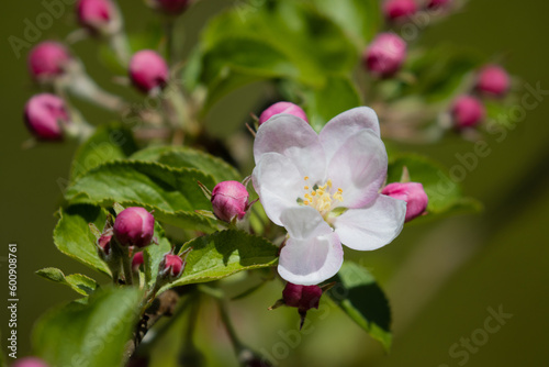 Blooming apple blossoms.