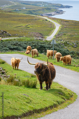 Scottish Highland cows grazing at the side of the road on the North Coast 500 route in Scotland