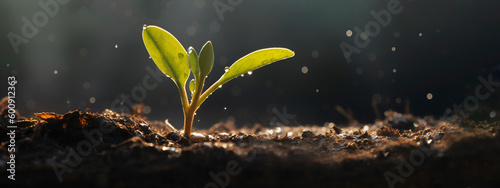 A seedling sprout with water drops growing in soil with sunshine, close up. Banner with copy space. World Soil Day concept