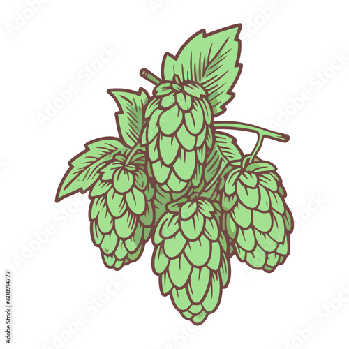 Fresh organic hop plant