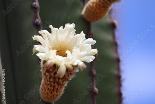 White funnel-shaped flower of the Pachycereus pringlei cactus