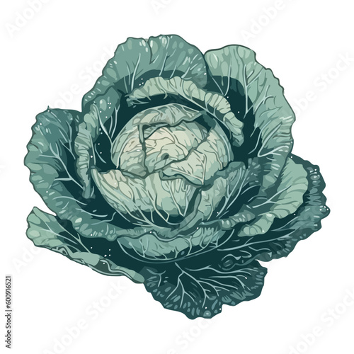 Organic cabbage fresh leaves