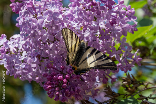A beautiful butterfly, Scarce swallowtail, on a purple lilac flower on a sunny spring day in the garden. The butterfly's Latin name is Iphiclides Podalirius